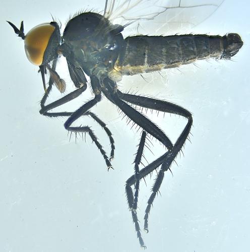 Rhamphomyia sp.